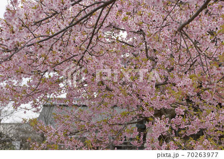 清凉寺(嵯峨釈迦堂)河津桜 清凉寺(嵯峨釈迦堂)河津桜 70263977