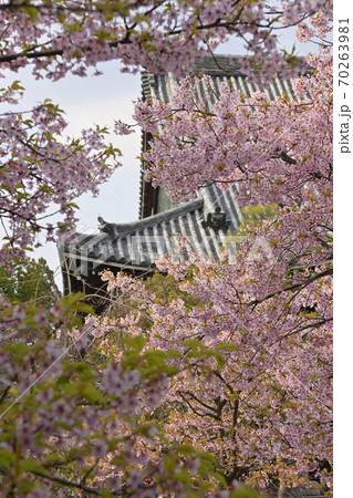 清凉寺(嵯峨釈迦堂)河津桜 清凉寺(嵯峨釈迦堂)河津桜 70263981