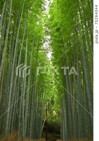京都 嵐山 竹林の道 竹林の小路 竹林の小径 京都 嵐山 竹林の道 竹林の小路 竹林の小径 70264044