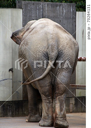 アジアゾウのうしろ姿 70264131