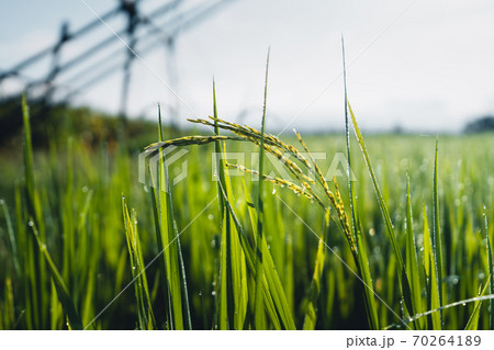 Green rice fields in the rainy season 70264189