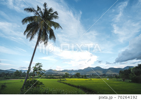 Green rice fields in the rainy season Green rice fields in the rainy season 70264192