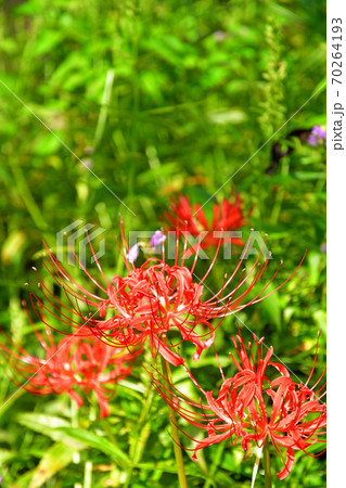 植物:ヒガンバナ ヒガンバナ科 植物:ヒガンバナ ヒガンバナ科 70264193