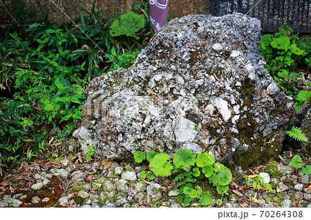 神社境内のさざれ石 神社境内のさざれ石 70264308