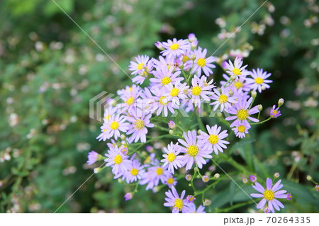 シオンの花 70264335