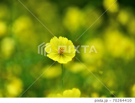 黄花コスモス 黄花コスモス 70264410