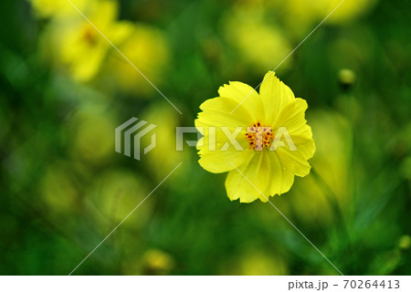 黄花コスモス 黄花コスモス 70264413