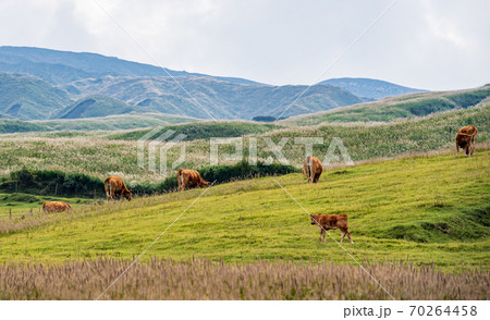 阿蘇五岳の大自然の中に放牧され育つ牛の風景 70264458