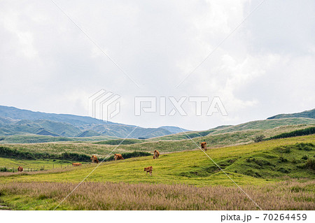 阿蘇五岳の大自然の中に放牧され育つ牛の風景 70264459