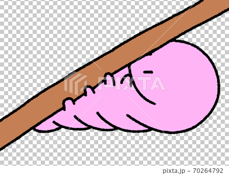 Caterpillar (pink) that grabs a branch and prepares to become a pupa Caterpillar (pink) that grabs a branch and prepares to become a pupa 70264792