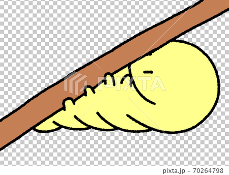 Caterpillar (yellow) holding on a branch and preparing to become a pupa 70264798