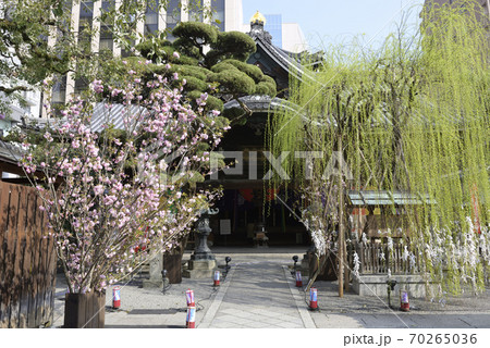 六角堂　六角柳と桜 70265036