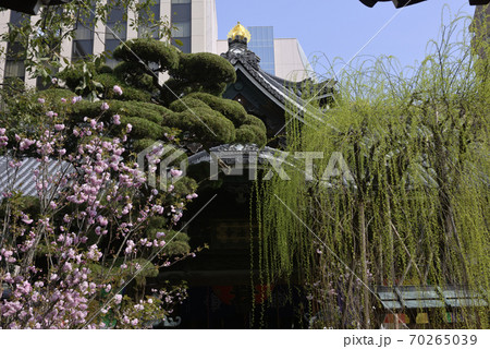 六角堂　六角柳と桜 70265039