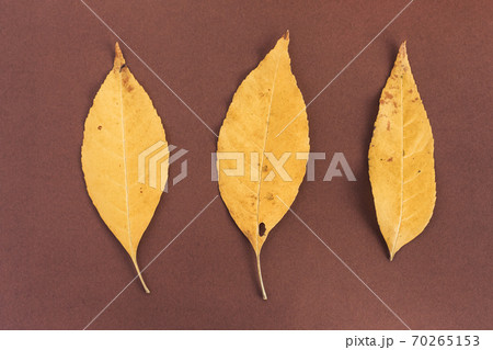 Three yellow autumn leaves on brown background Three yellow autumn leaves on brown background 70265153