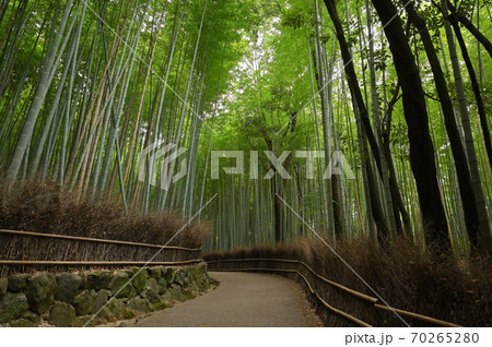 京都 嵐山 竹林の道 竹林の小路 竹林の小径 京都 嵐山 竹林の道 竹林の小路 竹林の小径 70265280