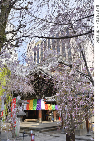 六角堂 桜 六角堂 桜 70265378