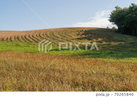 美瑛町 美瑛町 70265840