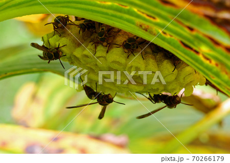 オオバギボウシの葉の裏のアシナガバチの巣 福島県只見町 オオバギボウシの葉の裏のアシナガバチの巣 福島県只見町 70266179