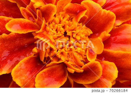 マリーゴールドの花のアップ　福島県只見町 70266184