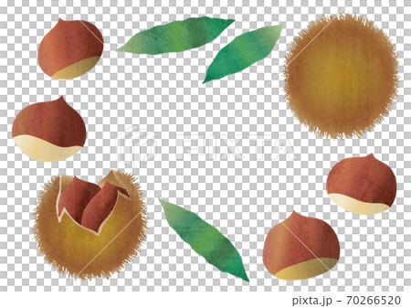 栗子手繪素材圖 70266520