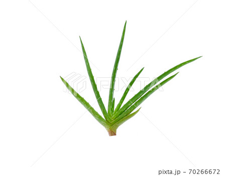 Aloe vera plant isolated on white background. 70266672