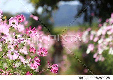 コスモス3492 コスモス3492 70267120