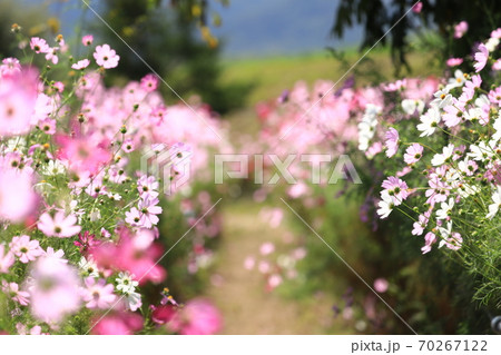 コスモス3493 コスモス3493 70267122