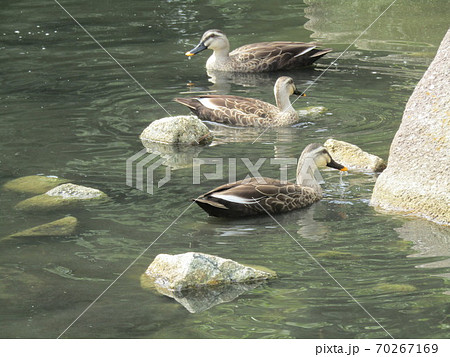 稲毛海浜公園のカルガモ 70267169