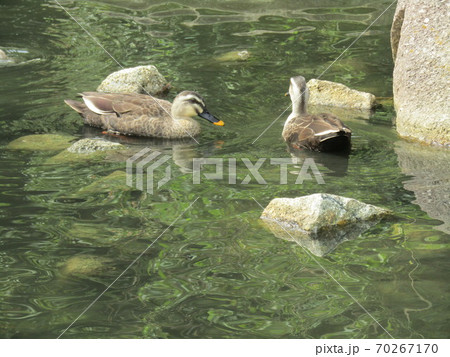 稲毛海浜公園のカルガモ 稲毛海浜公園のカルガモ 70267170
