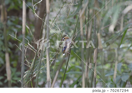 シメ（鴲） 70267294