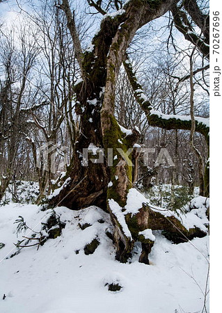 木谷沢渓流の雪景色 70267696