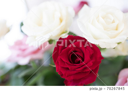 赤とピンクと白色のバラの花のアップ 70267845