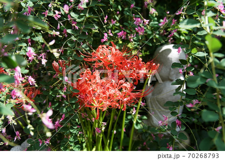 京都伏見勝念寺の萩振る舞いと彼岸花 70268793