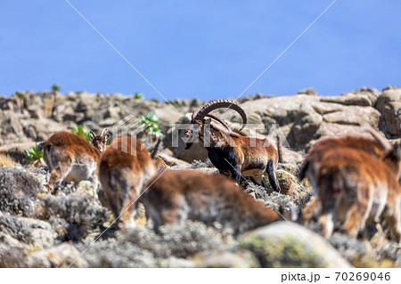 rare Walia ibex in Simien Mountains Ethiopia 70269046