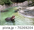カバ 70269204