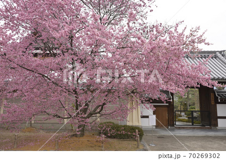 長徳寺　オカメ桜（阿亀桜） 70269302