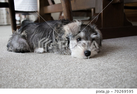 ミニチュアシュナウザーの仔犬の写真素材