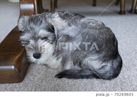 ミニチュアシュナウザーの仔犬の写真素材