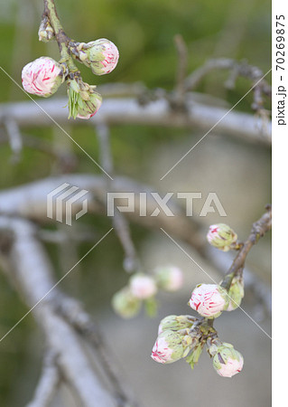 閑臥庵 源平枝垂れ桃(花桃)の蕾 閑臥庵 源平枝垂れ桃(花桃)の蕾 70269875