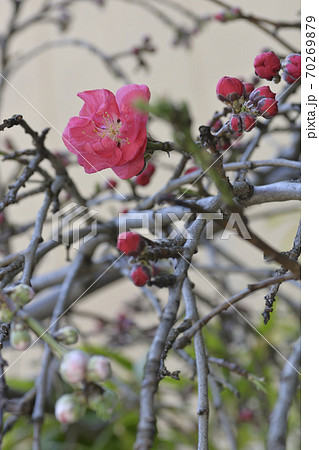 閑臥庵　源平枝垂れ桃（花桃）の蕾 70269879