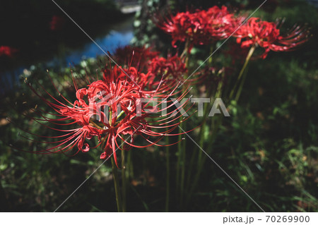 岸辺の木洩れ日に咲く彼岸花　a-2 フィルム調 70269900