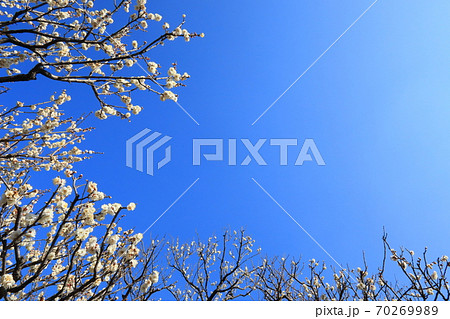 春の印象 青空の下で梅の花が満開です 春の印象 青空の下で梅の花が満開です 70269989