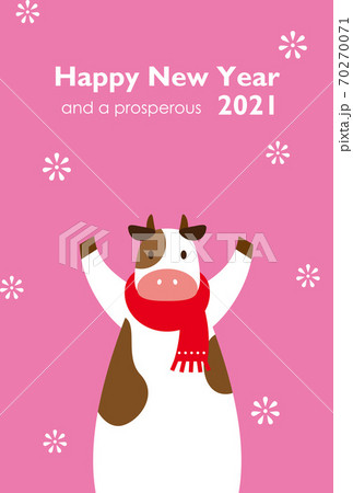 Cute Cow In Snow With Pink Background 70270071