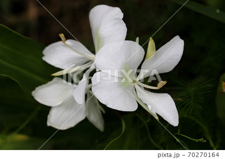 ハナシュクシャ 70270164