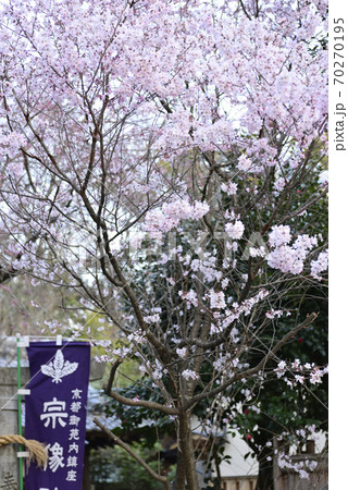 京都御苑　宗像神社の桜 70270195