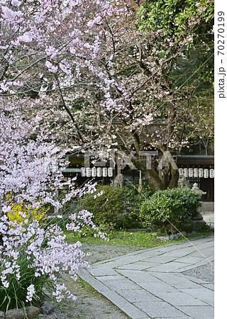 京都御苑　宗像神社の桜 70270199