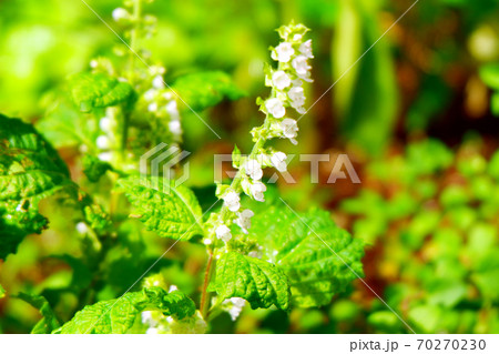 しその花 大葉 しその花 大葉 70270230