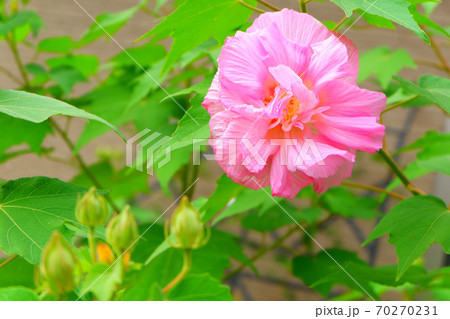 酔芙蓉 70270231