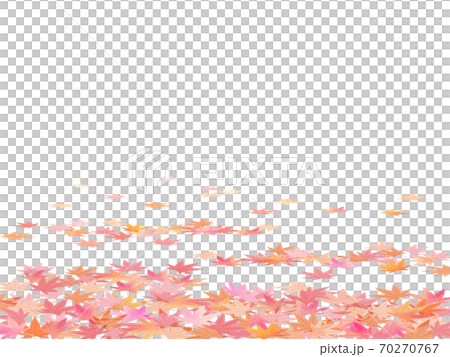 楓 70270767