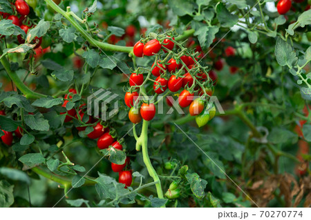 Red ripe cherry tomatoes grow on branches in greenhouse Red ripe cherry tomatoes grow on branches in greenhouse 70270774